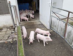 Oprava podhledu stáje chovu prasat